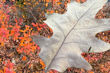 Fall Exterior Maintenance: Why Pressure Washing Is Key Before Winter